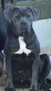 Cane Corso Foto (ID 29324) Cane Corso Hund