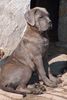 Cane Corso Foto: Porta dell' Inferno (ID 27970) Cane Corso Hund