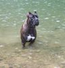 Cane Corso Foto: CH. EUROPEAN JR ROTHORM JY DREAM CUORE, Owned by Nury Pera (ID 13326) Cane Corso Hund