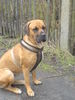Cane Corso Foto: Sally meine maus (ID 37039) Cane Corso Hund