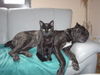 Cane Corso Foto: Best friends (ID 36790) Cane Corso Hund
