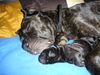 Cane Corso Foto: Mutti Venus mit Tochter (1 Tag alt) (ID 15441) Cane Corso Hund