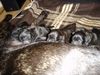 Cane Corso Foto: 1 Tag alte Cane Corso Welpen (ID 15442) Cane Corso Hund
