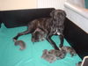 Cane Corso Foto: Meine Babys und ich! (ID 27526) Cane Corso Hund