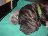 Cane Corso Foto (ID 27519) Cane Corso Hund
