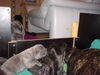 Cane Corso Foto: Mein bester Freund und ich ;o) (ID 27518) Cane Corso Hund