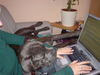 Cane Corso Foto: Bei der Arbeit... (ID 27520) Cane Corso Hund