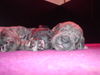 Cane Corso Foto: Wir wollen mal ganz groooß werden! (ID 27522) Cane Corso Hund