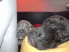 Cane Corso Foto: Zzzzz.... (ID 27521) Cane Corso Hund