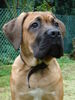 Cane Corso Foto: Aiace del rosso Malpelo (ID 40139) Cane Corso Hund