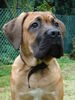 Cane Corso Hund