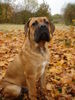 Cane Corso Hund