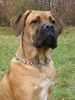 Cane Corso Hund