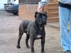 Cane Corso Foto: Blueprint Cane Corso Anter (ID 10024) Cane Corso Hund
