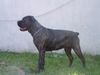 Cane Corso Foto: Blueprint Molina Bundeseiger 2002 Holland CH. (ID 10025) Cane Corso Hund