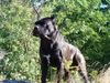 Cane Corso Foto: Blueprint Tuono Italian.Ch, Swedish Champion (ID 10023) Cane Corso Hund