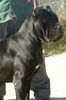 Cane Corso Foto: Dream Team Cane Corso (ID 8293) Cane Corso Hund