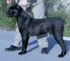 Cane Corso Foto: ROTHORM JY DREAM DIAVOLO (ID 13331) Cane Corso Hund