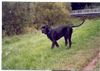 Cane Corso Foto: Duke auf der Wiese (ID 17406) Cane Corso Hund