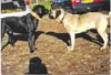 Cane Corso Foto: Campo di Cavallo Duke, 7 Monate (ID 17421) Cane Corso Hund