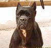 Cane Corso Foto: ROTHORM JY DREAM ELECTRA (ID 13328) Cane Corso Hund