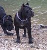Cane Corso Foto: ROTHORM JY DREAM ELECTRA (ID 13327) Cane Corso Hund