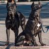 Cane Corso Foto: Evita, Deutscher und Schwedischer Ch., Jason, 14 Monate (ID 11562) Cane Corso Hund