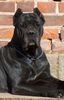 Cane Corso Foto: Porta dell' Inferno (ID 27971) Cane Corso Hund