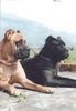 Cane Corso Foto: Deutscher Ch. Akira (ID 7948) Cane Corso Hund