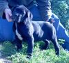 Cane Corso Foto: ROTHORM JY DREAM EXTASIS (ID 13323) Cane Corso Hund
