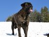 Cane Corso Foto: Mauro Bailando con Lobos (ID 46119) Cane Corso Hund