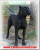 Cane Corso Hund