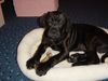 Cane Corso Foto: Gianni Cane Corso Welpe, 4 Monate alt und sehr neugierig und lebhaft (ID 15019) Cane Corso Hund