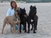 Cane Corso Foto: 3 Cane Corso Rüden am Strand (ID 12045) Cane Corso Hund