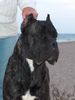 Cane Corso Foto: Jason, 18 Monate (ID 12047) Cane Corso Hund