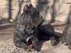 Cane Corso Foto: Jason, 14 Monate (ID 11560) Cane Corso Hund