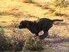 Cane Corso Foto: Schnell wie der Wind... (ID 17587) Cane Corso Hund