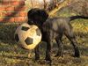 Cane Corso Foto (ID 17594) Cane Corso Hund