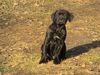 Cane Corso Foto: Wer kommt denn da? (ID 17588) Cane Corso Hund