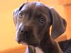 Cane Corso Foto: Können diese Augen lügen? (ID 17590) Cane Corso Hund
