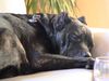 Cane Corso Foto: So schön kann das Leben sein... (ID 23986) Cane Corso Hund