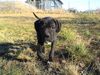 Cane Corso Foto: Andro auf Patrouille. (ID 17591) Cane Corso Hund