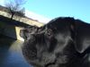 Cane Corso Foto: Satchmo und Venus. (ID 17592) Cane Corso Hund