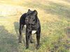 Cane Corso Foto: India - Lux.Champion Anwart (ID 23988) Cane Corso Hund