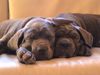 Cane Corso Foto: Bitte nicht stören (ID 21303) Cane Corso Hund