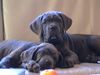 Cane Corso Foto: Hör mal wer da kommt?! (ID 21302) Cane Corso Hund