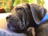 Cane Corso Foto: Kinley (ID 21305) Cane Corso Hund