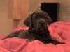 Cane Corso Foto: Josy 7 Wochen (ID 21297) Cane Corso Hund