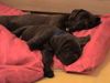 Cane Corso Foto: Angie & Kinley beim Mittagsschlaf (ID 21298) Cane Corso Hund