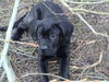 Cane Corso Foto (ID 36791) Cane Corso Hund